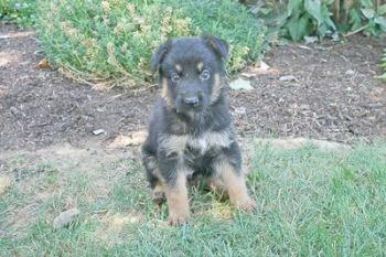 Puppies in PA